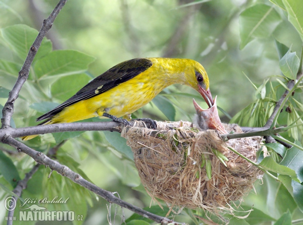 Golden Oriole (Oriolus oriolus)