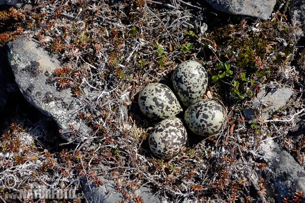 Golden Plover (Pluvialis apricaria)