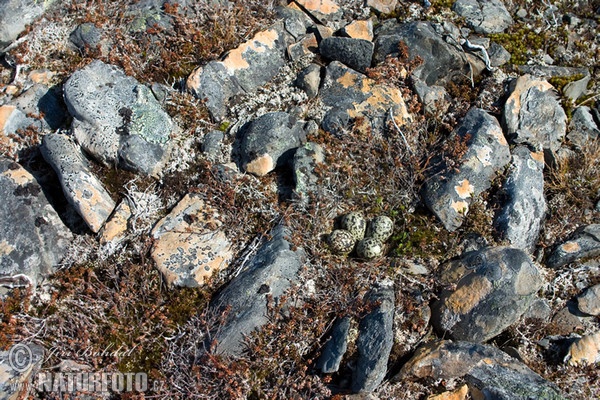 Golden Plover (Pluvialis apricaria)