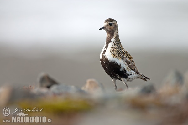 Golden Plover (Pluvialis apricaria)