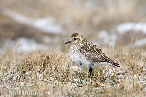 Golden Plover (Pluvialis apricaria)