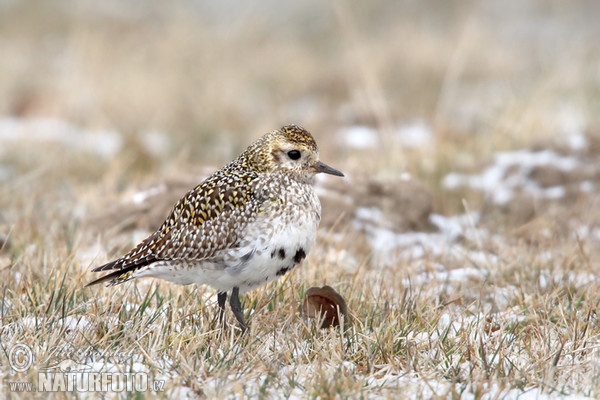 Golden Plover (Pluvialis apricaria)