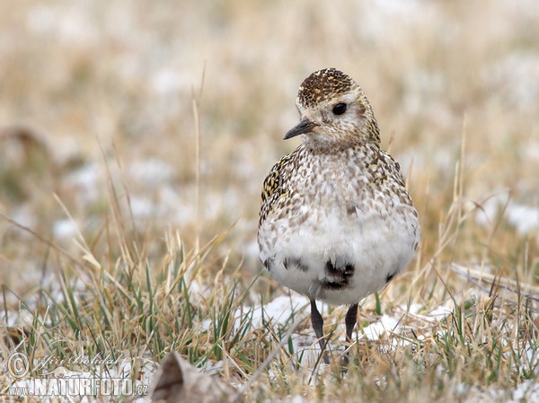 Golden Plover (Pluvialis apricaria)