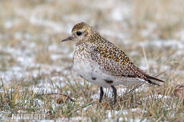 Golden Plover (Pluvialis apricaria)