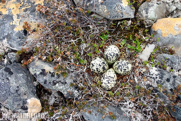 Golden Plover (Pluvialis apricaria)