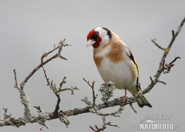 Goldfinch (Carduelis carduelis)