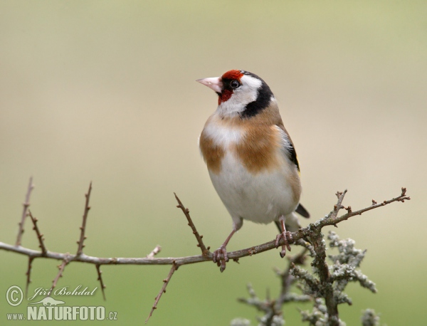 Goldfinch (Carduelis carduelis)