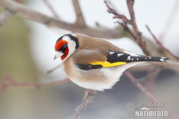 Goldfinch (Carduelis carduelis)