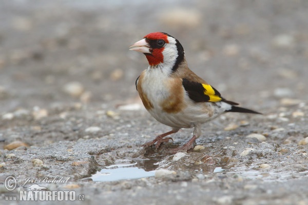 Goldfinch (Carduelis carduelis)