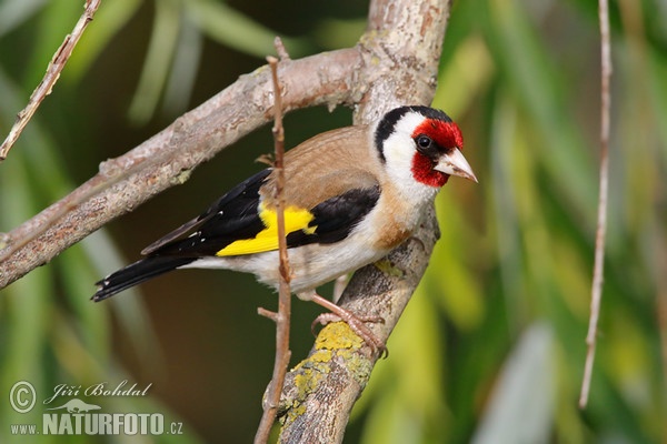 Goldfinch (Carduelis carduelis)