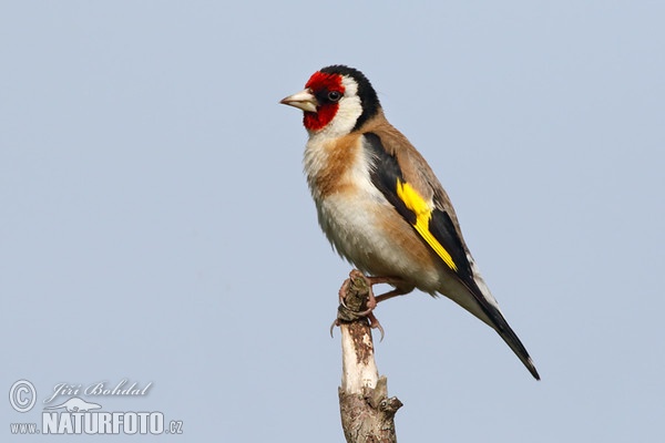 Goldfinch (Carduelis carduelis)