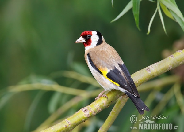 Goldfinch (Carduelis carduelis)