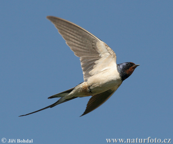 Golondrina común