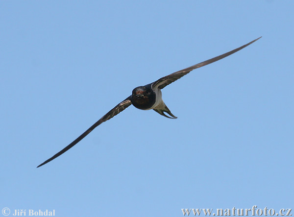 Golondrina común