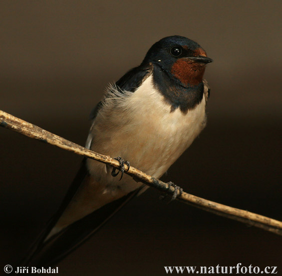 Golondrina común