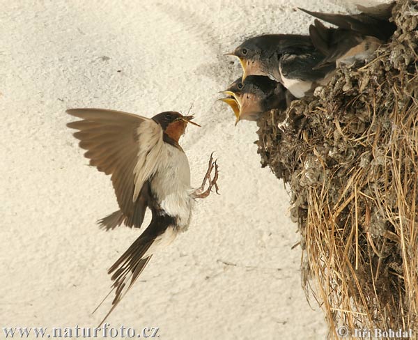 Golondrina común