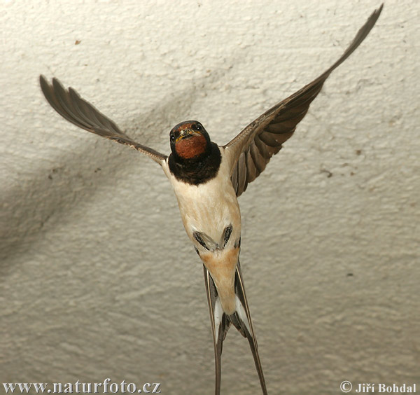 Golondrina común