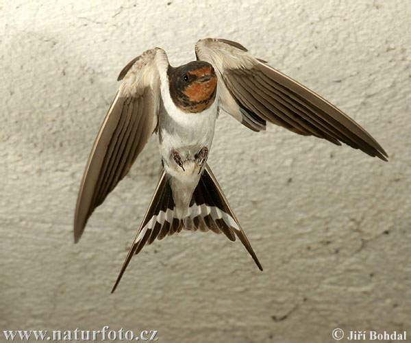 Golondrina común