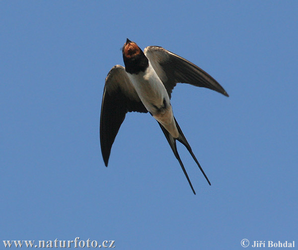 Golondrina común