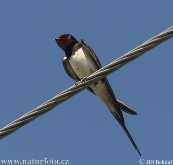 Golondrina común