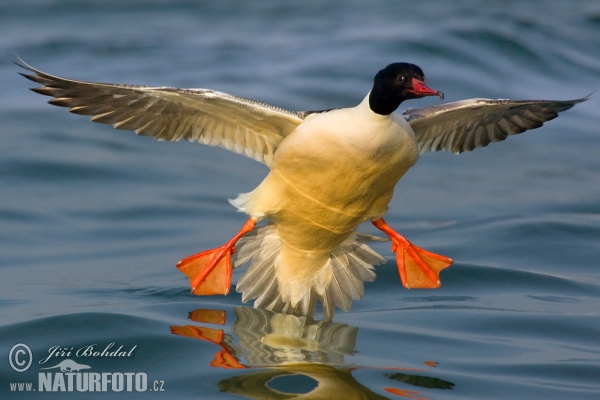 Goosander (Mergus merganser)