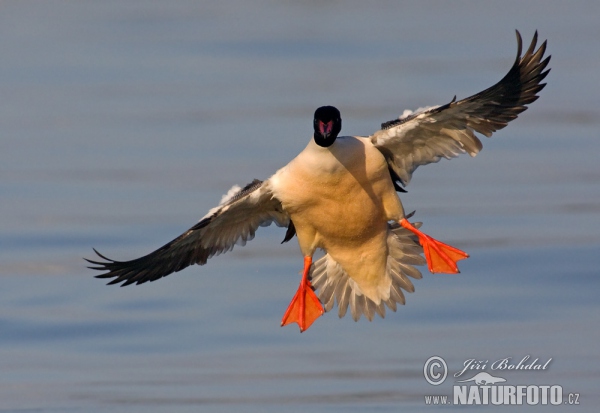 Goosander (Mergus merganser)