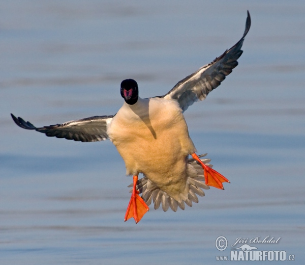 Goosander (Mergus merganser)