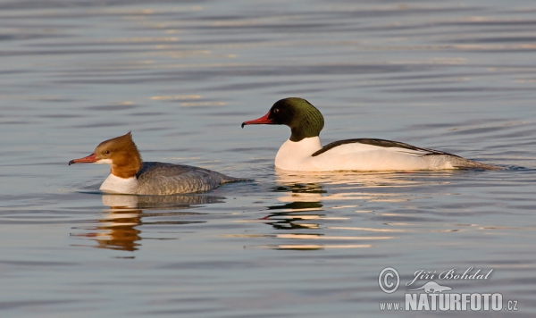 Goosander (Mergus merganser)