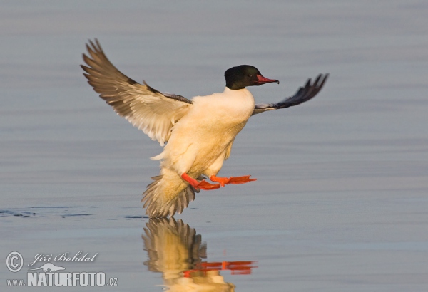 Goosander (Mergus merganser)