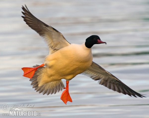 Goosander (Mergus merganser)