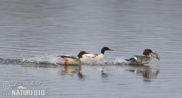 Goosander (Mergus merganser)