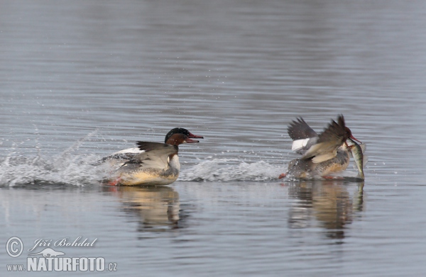 Goosander (Mergus merganser)