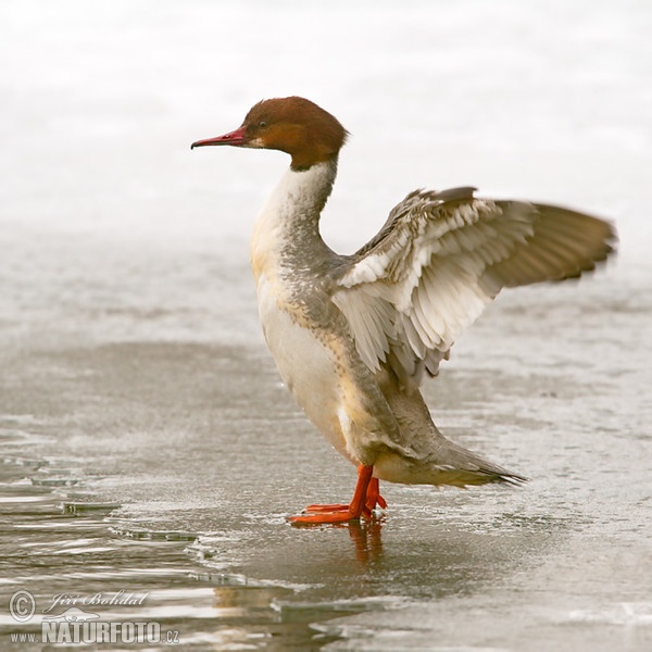 Goosander (Mergus merganser)