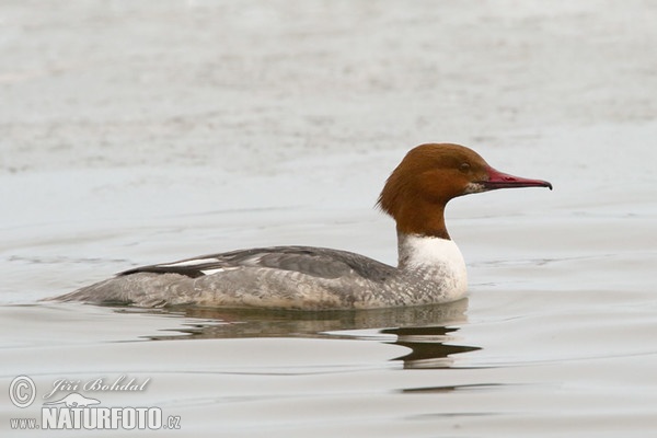 Goosander (Mergus merganser)