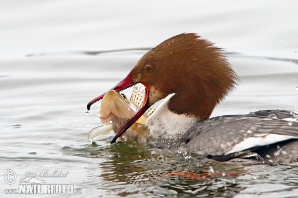 Goosander (Mergus merganser)