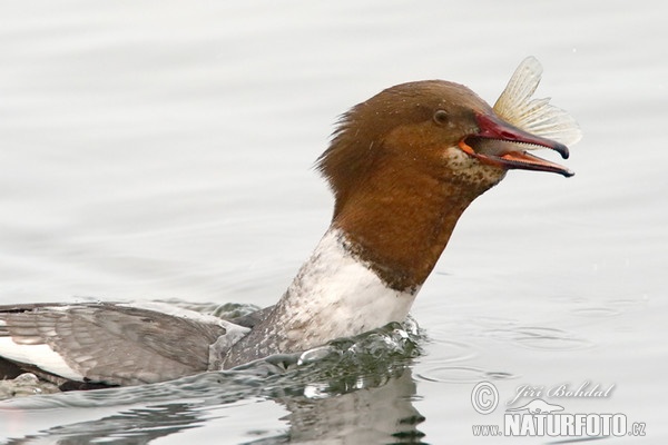 Goosander (Mergus merganser)