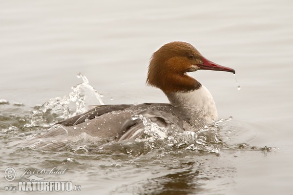 Goosander (Mergus merganser)