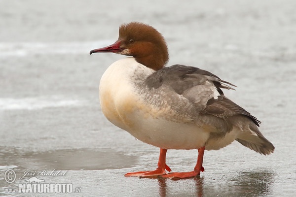 Goosander (Mergus merganser)