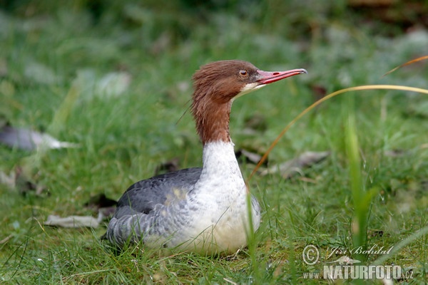 Goosander (Mergus merganser)