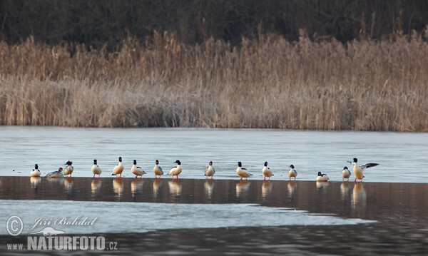 Goosander (Mergus merganser)