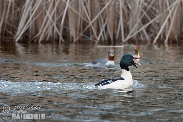 Goosander (Mergus merganser)