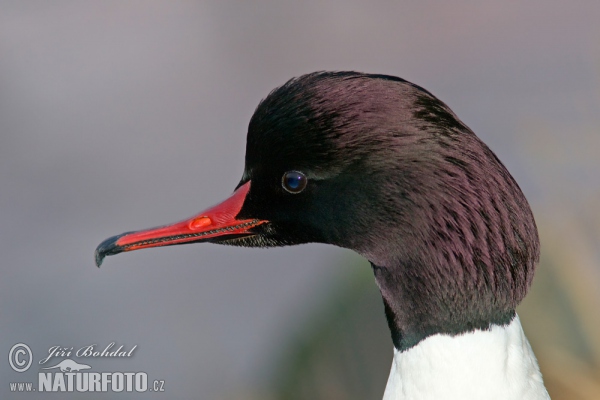 Goosander (Mergus merganser)