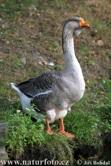 Goose (Anser)