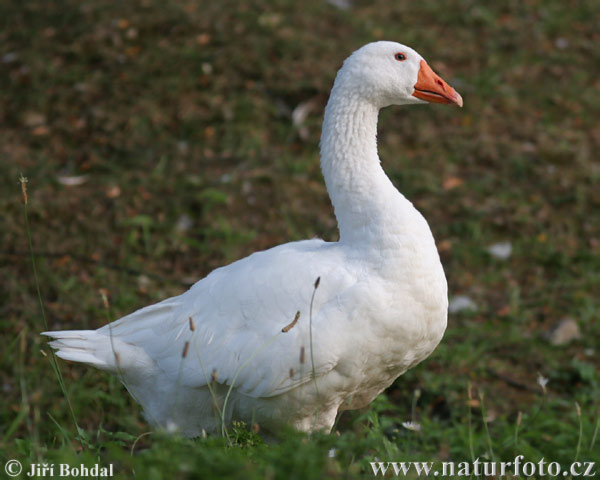 Goose (Anser anser f. domesticus)