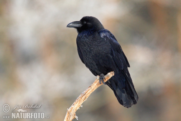 Grand Corbeau