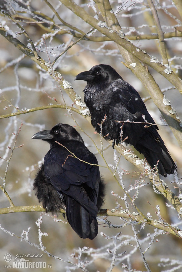 Grand Corbeau