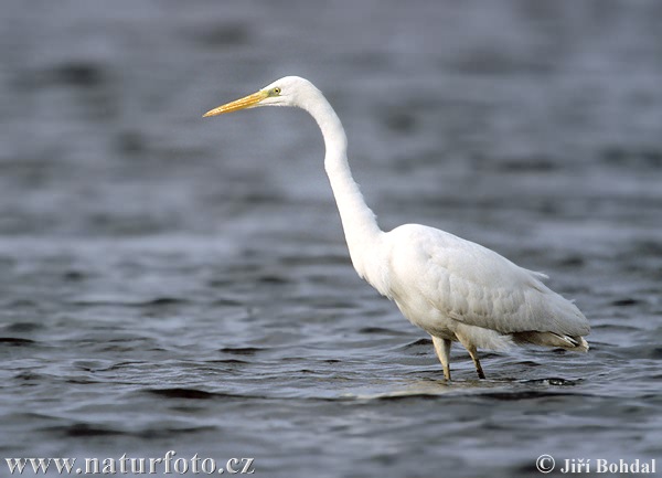 Grande Aigrette
