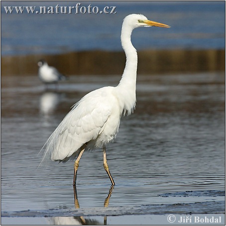 Grande Aigrette