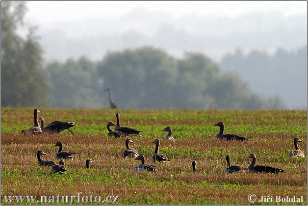 Grauwe gans