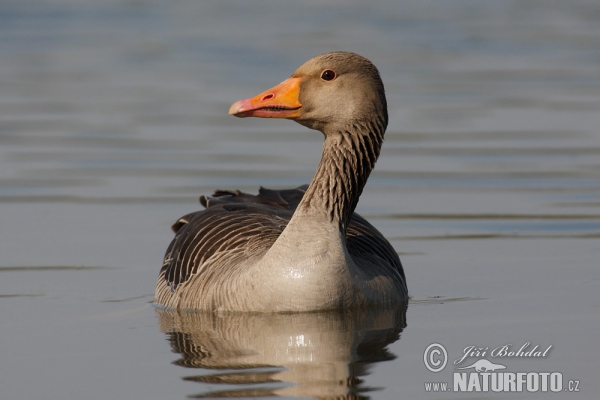 Grauwe gans